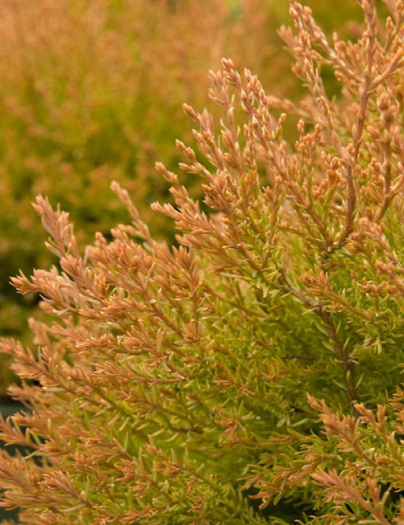 THUJA occidentalis FIRE CHIEF®