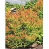 THUJA occidentalis FIRE CHIEF®