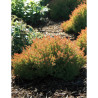 THUJA occidentalis FIRE CHIEF®