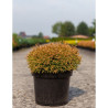 THUJA occidentalis GOLDEN TUFFET En pot de 7-10 litres