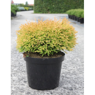 THUJA occidentalis GOLDEN TUFFET En pot de 7-10 litres