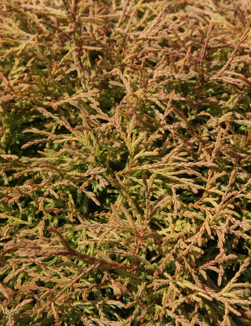 THUJA occidentalis GOLDEN TUFFET