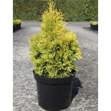 THUJA occidentalis JANTAR En pot de 7-10 litres