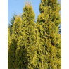 THUJA occidentalis JANTAR