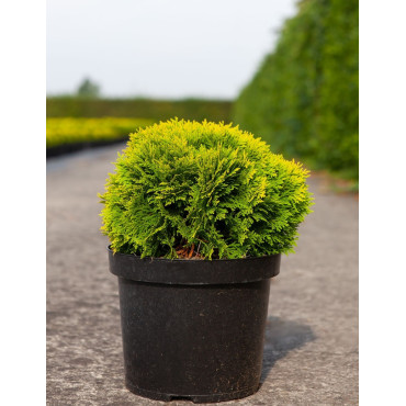 THUJA occidentalis MIRJAM En pot de 7-10 litres