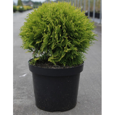 THUJA occidentalis MIRJAM En pot de 7-10 litres