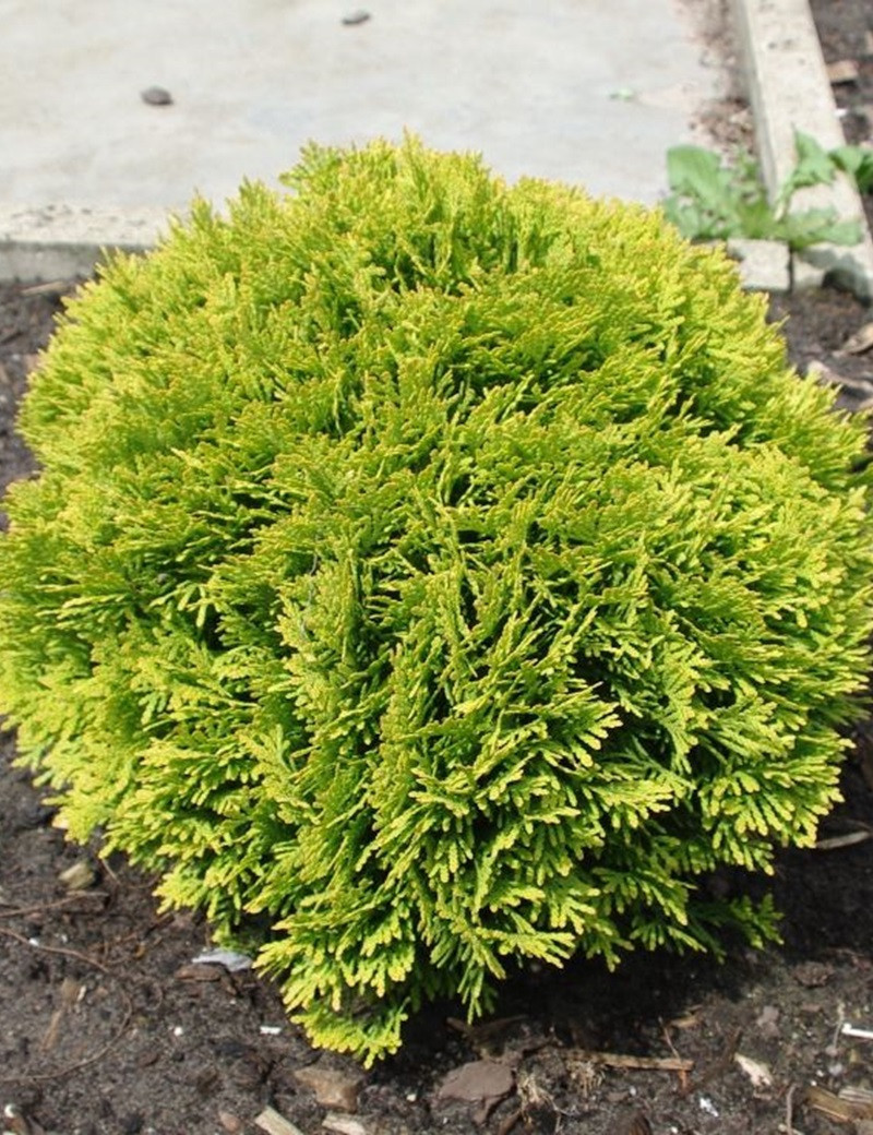 THUJA occidentalis MIRJAM