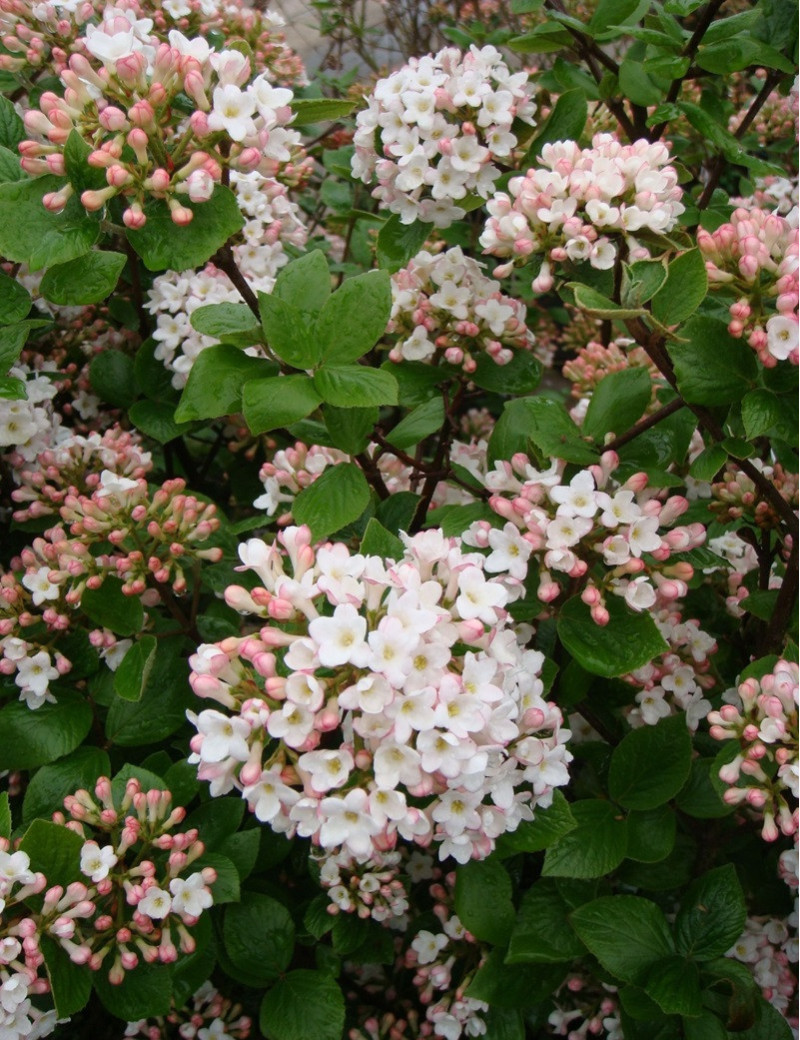 VIBURNUM burkwoodii ANNE RUSSELL