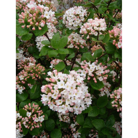 VIBURNUM burkwoodii ANNE RUSSELL