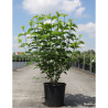 VIBURNUM dentatum BLUE MUFFIN En pot de 10-12 litres