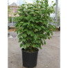 VIBURNUM dentatum BLUE MUFFIN En pot de 10-12 litres