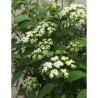 VIBURNUM dentatum BLUE MUFFIN