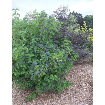 VIBURNUM dentatum BLUE MUFFIN