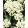 VIBURNUM dentatum BLUE MUFFIN