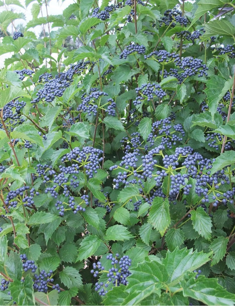 VIBURNUM dentatum BLUE MUFFIN