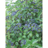 VIBURNUM dentatum BLUE MUFFIN