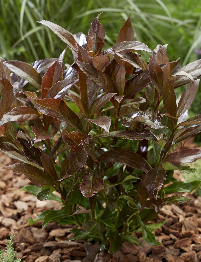 VIBURNUM odoratissimum COPPERTOP