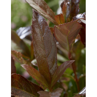 VIBURNUM odoratissimum COPPERTOP