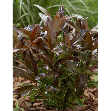 VIBURNUM odoratissimum COPPERTOP