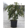 STYRAX japonica FRAGRANT FOUNTAIN® En pot de 12-15 litres