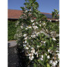 STYRAX japonica FRAGRANT FOUNTAIN®