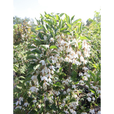 STYRAX japonica FRAGRANT FOUNTAIN®