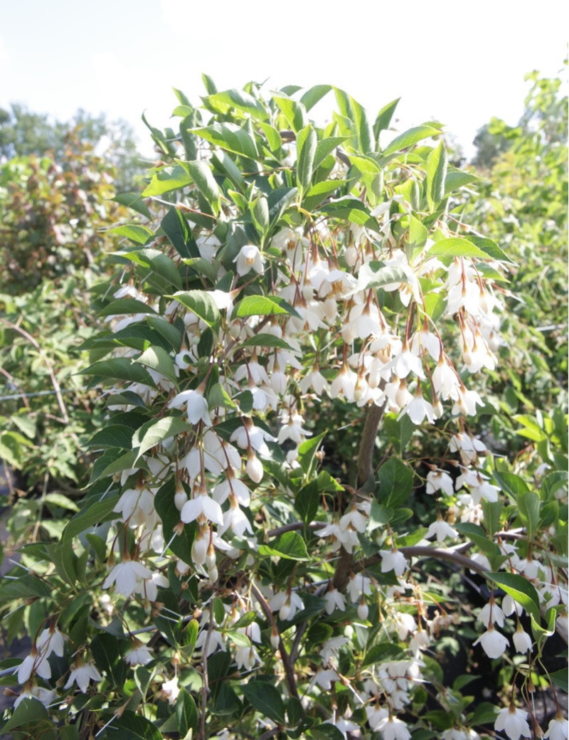 STYRAX japonica FRAGRANT FOUNTAIN®