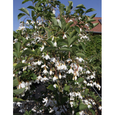 STYRAX japonica FRAGRANT FOUNTAIN®