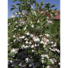 STYRAX japonica FRAGRANT FOUNTAIN®