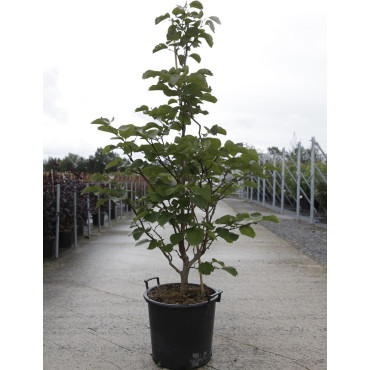 STYRAX obassia En pot de 30-35 litres