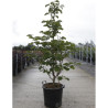 STYRAX obassia En pot de 30-35 litres