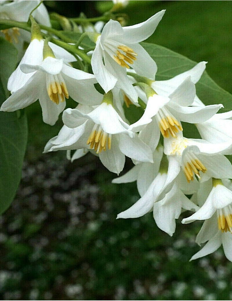 STYRAX obassia