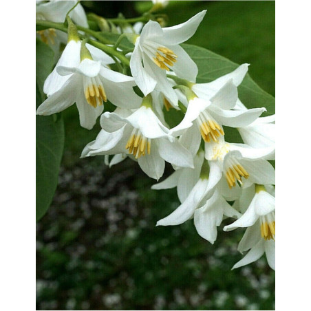 STYRAX obassia