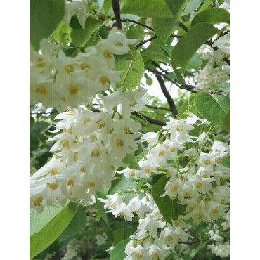 STYRAX obassia