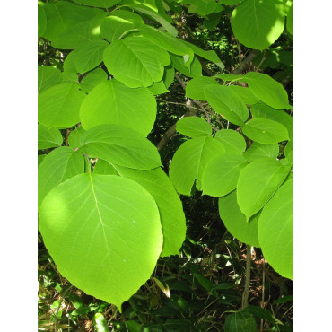 STYRAX obassia