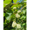 STYRAX obassia