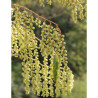 STACHYURUS salicifolius