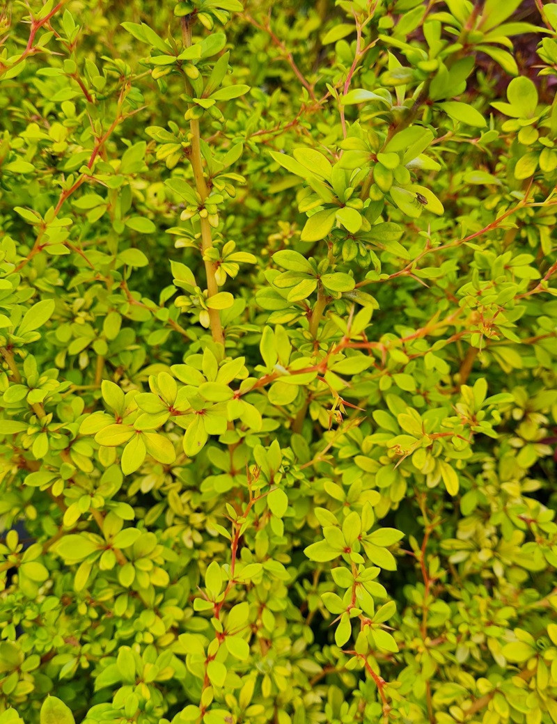 BERBERIS thunbergii GOLDEN DREAM