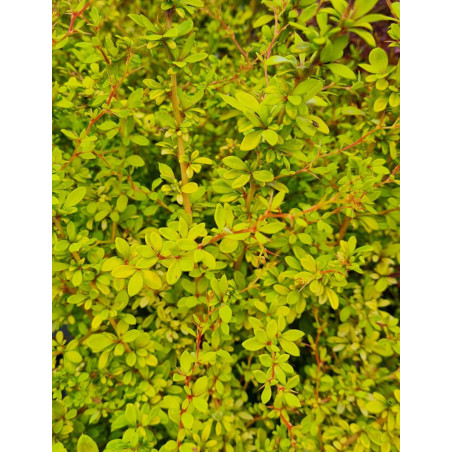 BERBERIS thunbergii GOLDEN DREAM