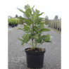 CHIONANTHUS virginicus En pot de 10-12 litres