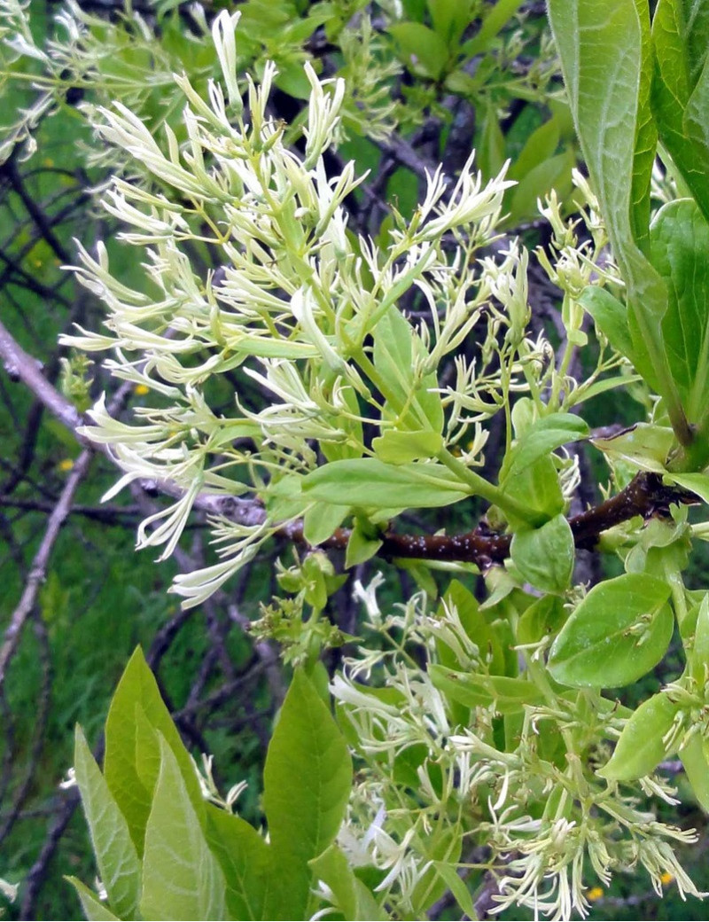 CHIONANTHUS virginicus