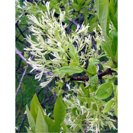 CHIONANTHUS virginicus