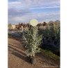 EUCALYPTUS gunnii SILVERANA En pot de 10-12 litres