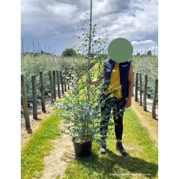 EUCALYPTUS gunnii SILVERANA En pot de 15-20 litres forme baliveau