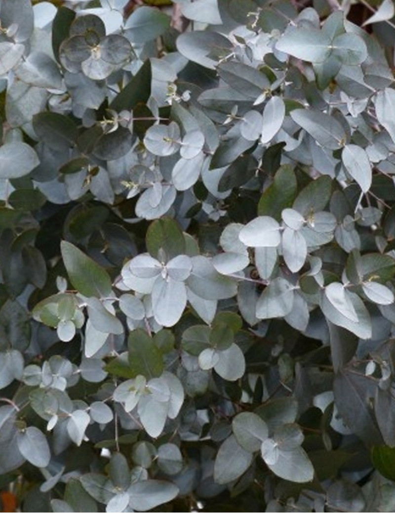 EUCALYPTUS gunnii SILVERANA