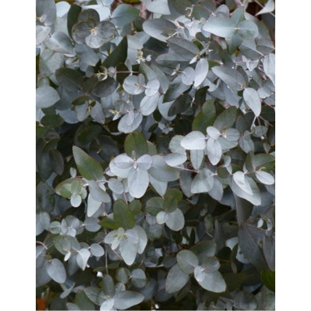 EUCALYPTUS gunnii SILVERANA