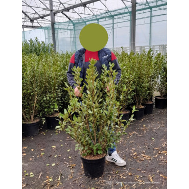 GRISELINIA littoralis En pot de 15-20 litres