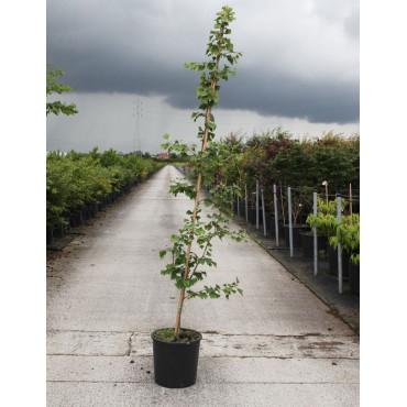 GINKGO biloba En pot de 15-20 litres forme baliveau