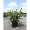 ESCALLONIA APPLE BLOSSOM En pot de 10-12 litres