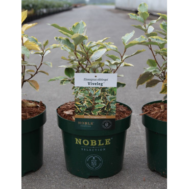 ELAEAGNUS ebbingei VIVELEG En pot 3-4 litres